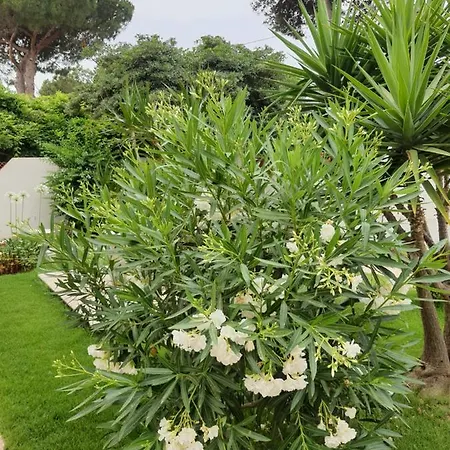 Bed & Breakfast Sole D'oro Iun S4354 La Maddalena (Cagliari)