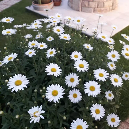 Bed & Breakfast Sole D'oro Iun S4354