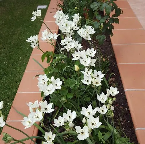 Sole D'oro Iun S4354 *