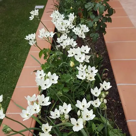 Sole D'oro Iun S4354 *