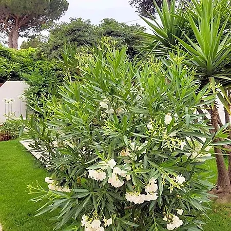 Sole D'oro Iun S4354 Bed & Breakfast *